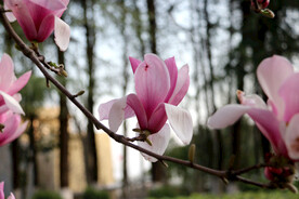 玉兰花