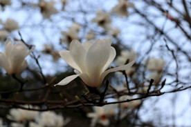 玉兰花