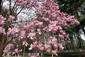 玉兰花