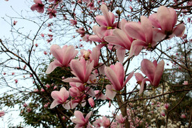 玉兰花
