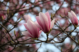 玉兰花