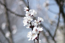 春日桃花