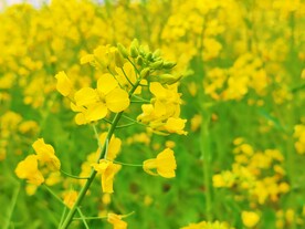 油菜花