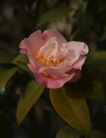 茶花