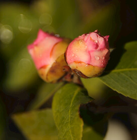 茶花