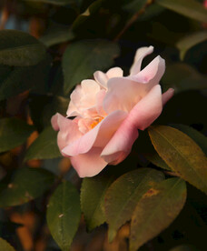 茶花