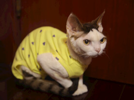 猫