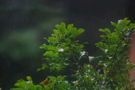 米仔兰
