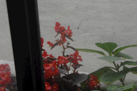 红花