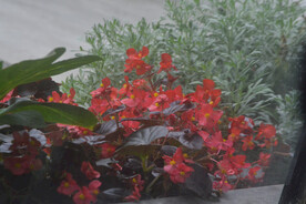 庭院花草