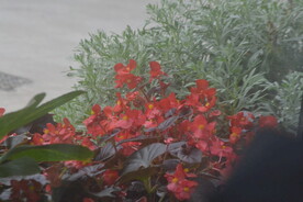 庭院花草