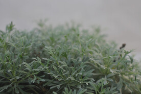 庭院植物