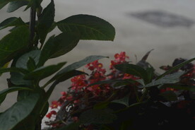 庭院花草