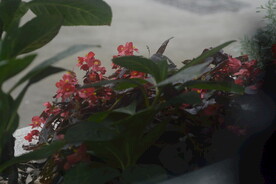 庭院花草