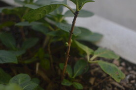 植物