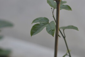 百香果苗