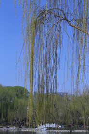 公园风景 