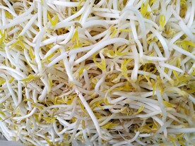 绿豆芽