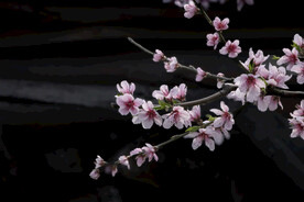 桃花盛开春意浓