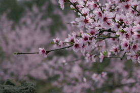 桃花盛开春意浓
