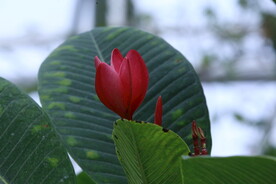 温室花草 