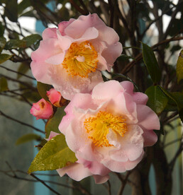 茶花双娇