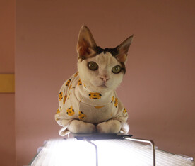 猫