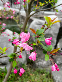 海棠花