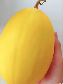 冰糖蜜瓜