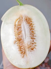 冰糖蜜瓜