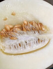 冰糖蜜瓜
