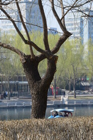 陶然亭风景 