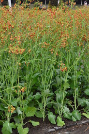 油菜花  