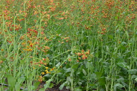 油菜花 