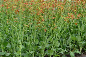 油菜花 