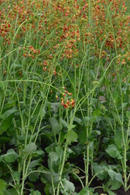 油菜花 