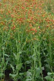 油菜花 