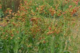 油菜花  