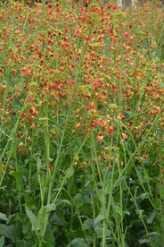 油菜花