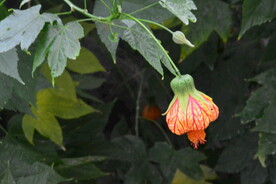 温室花草 