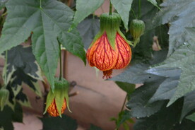 温室花草