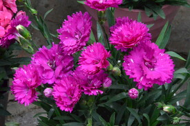 温室花草