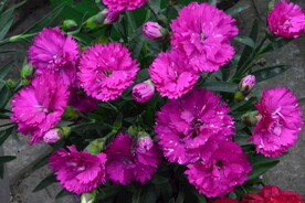 温室花草  