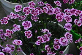 温室花草 