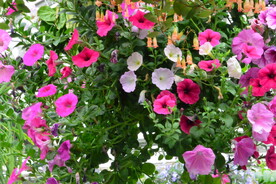 温室花草
