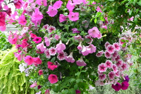 温室花草 