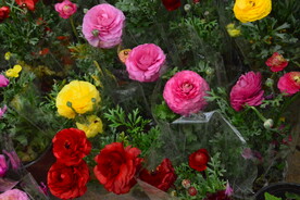 花毛茛  