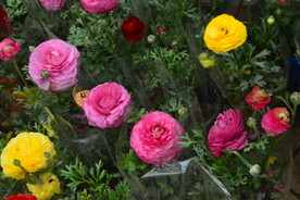 花毛茛  