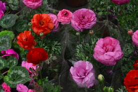 花毛茛 