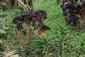 温室花草